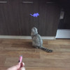 CAT LED ANIMATION MOUSE LAZER POINTER TOY