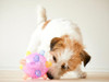 [On Sale] Jumping Activation Ball for dogs