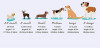 "Petlify Co" Dino Dog Bow-Tie Collar