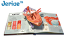 Jeriae™ Anatomy of The Human Body 3D Picture Book