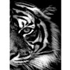 White tiger Diamond Painting