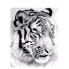 White tiger Diamond Painting