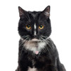 Crystal Accessories For Your Pets