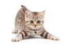 Crystal Accessories For Your Pets