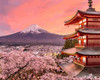 Fuji Cherry Blossoms in Spring