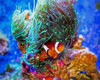 Nemo Fish