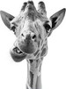 Funny Giraffe