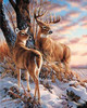 Deers during Winter