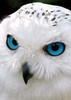 Diamond Painting - Owl with Blue Eyes