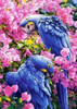 Diamond Painting - Blue Parrots