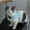 Breathable Pet Harness and Leash Set
