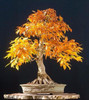 Japanese Bonsai Maple Tree Seeds (20 seeds)