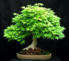 Japanese Bonsai Maple Tree Seeds (20 seeds)
