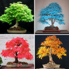 Japanese Bonsai Maple Tree Seeds (20 seeds)