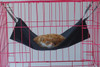 Pet Hammock