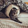 Charcoal & White Cat Cave |  Pet Bed