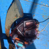 Case Diving Waterproof Case