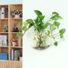 Wallium - Wall Mounted Acrylic Fish Bowl