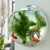 Wallium - Wall Mounted Acrylic Fish Bowl