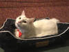 SUPER COZY Bed for Pets