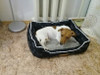 SUPER COZY Bed for Pets