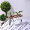 Plant Terrarium with Wooden Stand