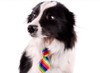 Rainbow Dog Tie