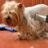 Dog Hair Clippers