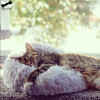 Ultra Soft Dog and Cat Cushion Bed