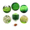 Electric Seed Germination Grower