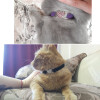 Heart Charm and Bell Cat Collar
