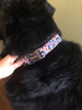 Personalized Dog Collar