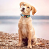 Dog Collars
