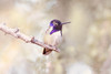 Southwest Birds