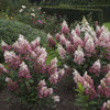 Pinky Winky Hydrangea Strawberry Vanilla Hydrangea Quart Size Pot