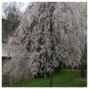 Weeping Cherry Tree  "Shidare Yoshino" Bare Root Whip 3-4 ft - Ornamental Tree
