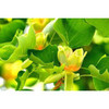 Tulip Poplar Tree - 3-4 ft  American tulip tree  Bare Root - Liriodendron Tulipifera
