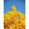 Tulip Poplar Tree - 3-4 ft  American tulip tree  Bare Root - Liriodendron Tulipifera