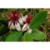 Pineapple Guava Fruit Tree Live Plant - Quart Size