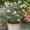 SUGAR TIP® Rose of Sharon  Hibiscus syriacus Quart Size