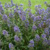 Beyond Midnight Caryopteris x clandonensis Starter Plant Quart Size Plant