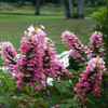 GATSBY PINK® Hydrangea Large Pink Flowers  Oakleaf  Hydrangea quercifolia