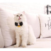 Cat Bow Collar
