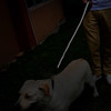 Shock Absorbing Bungee Dog Leash