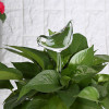 Self-Watering Plant Glass Bulbs (2Pcs)