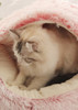 New Style Pet Dog Cat Bed Round Plush Cat Warm Bed House Soft Long Plush Bed For Small Dogs For Cats Nest 2 In 1 Cat Bed