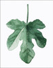 fresh green plants canvas painting fashion watercolor plants living room decor wall art print poster painting YT0069