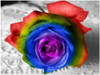 Ultra-Rare Rainbow Rose Seeds - 100 Seed Pack Ultra-Rare Rainbow Rose Seeds - 100 Seed Pack