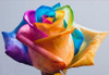 Ultra-Rare Rainbow Rose Seeds - 100 Seed Pack Ultra-Rare Rainbow Rose Seeds - 100 Seed Pack