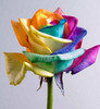 Ultra-Rare Rainbow Rose Seeds - 100 Seed Pack Ultra-Rare Rainbow Rose Seeds - 100 Seed Pack
